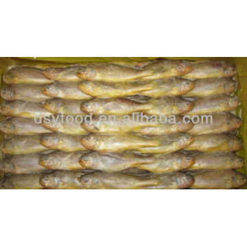 Congelado Pequeño Croaker Amarillo